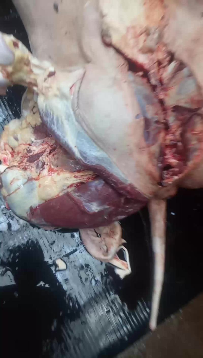 驴肉