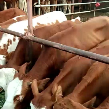肉牛