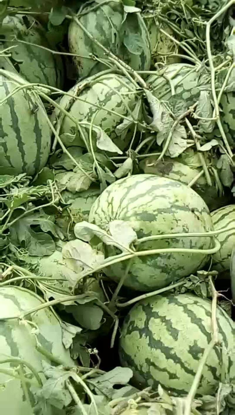 西农八号西瓜