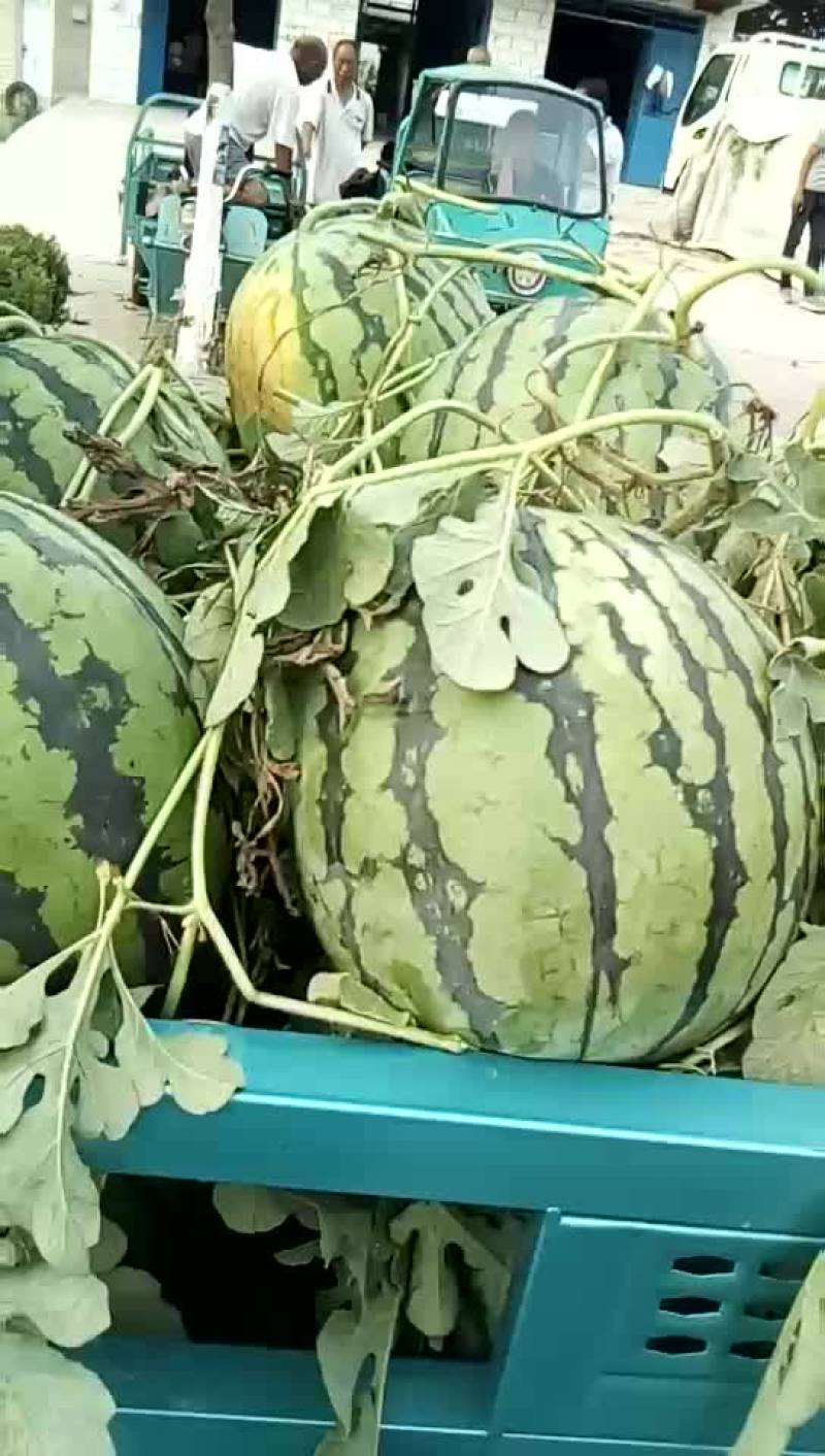 西农八号西瓜