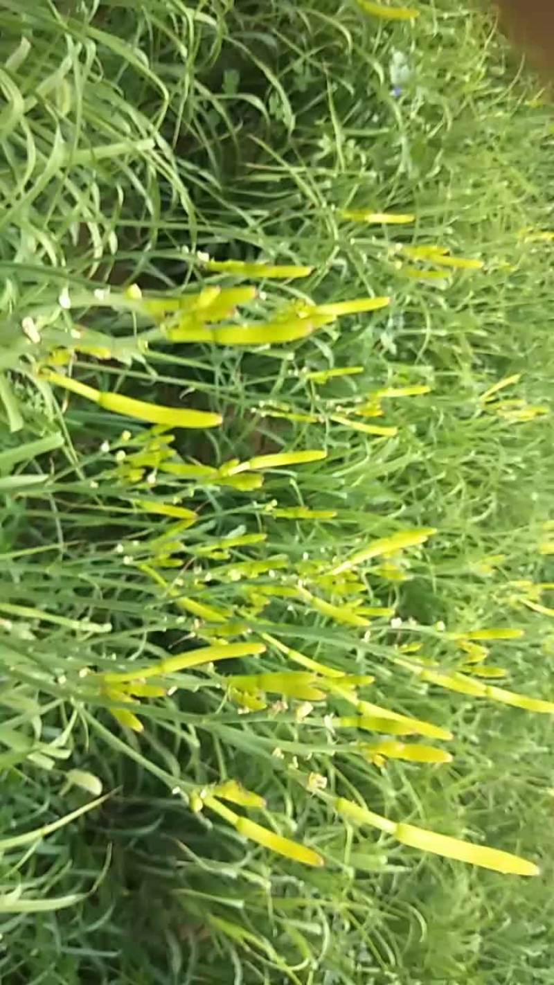 黄花菜干货绿色纯手工晒制而成大量上市