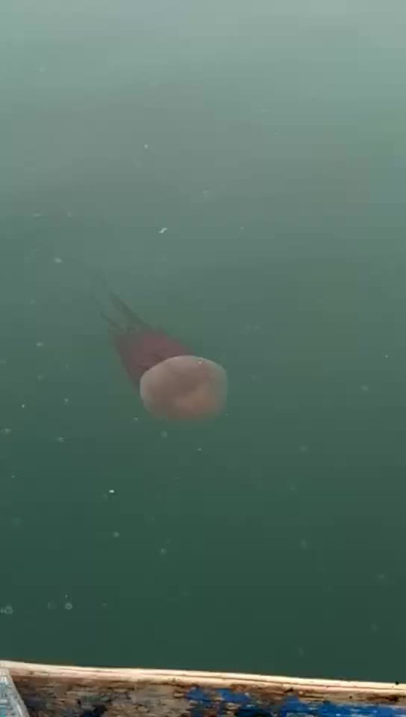 海蜇，水母
