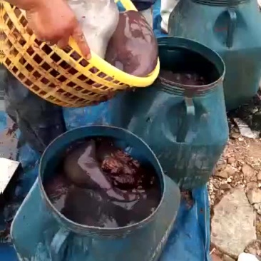 海蜇，水母