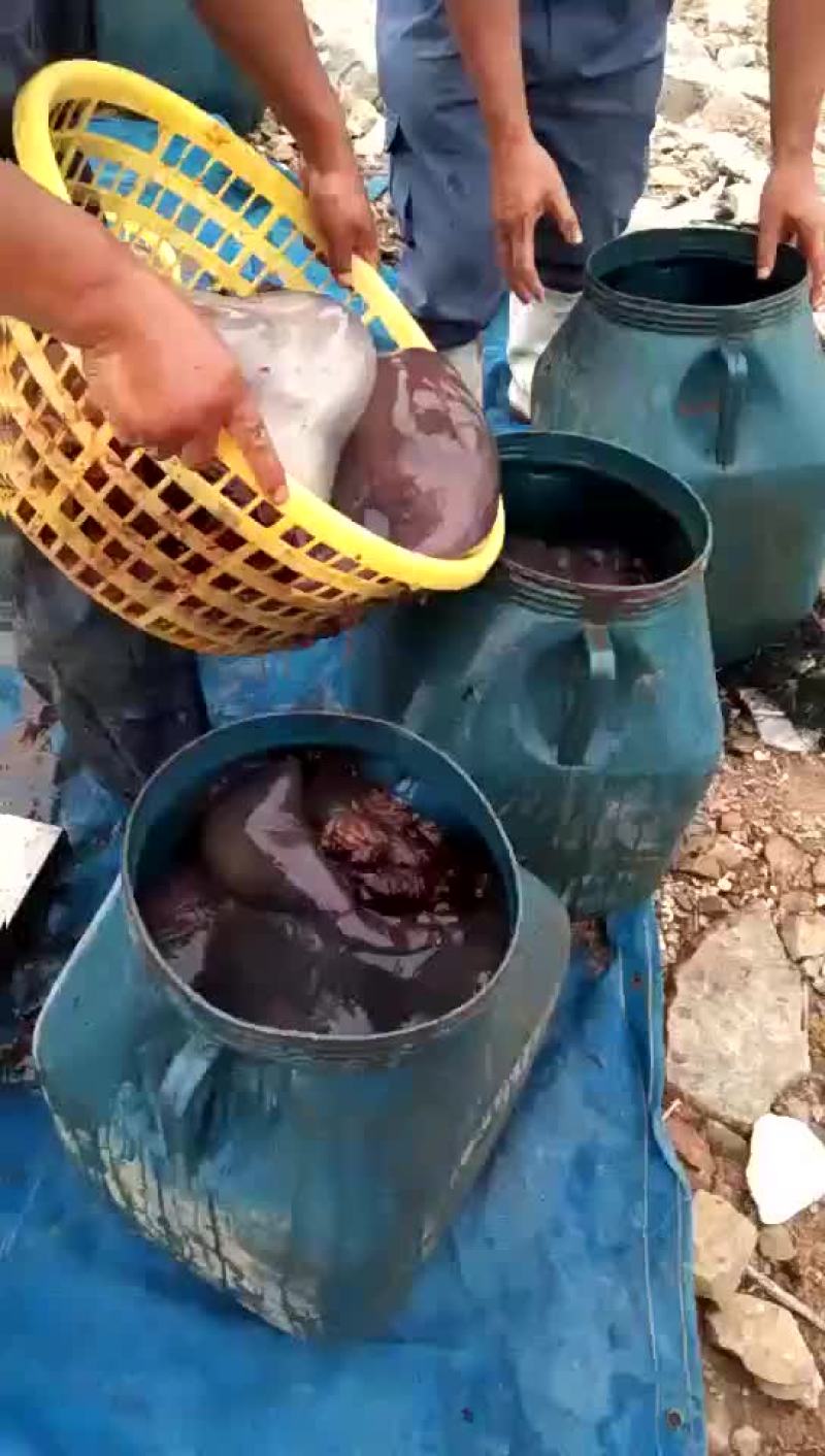 海蜇，水母