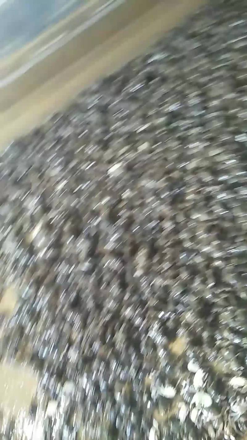 蟹苗发货