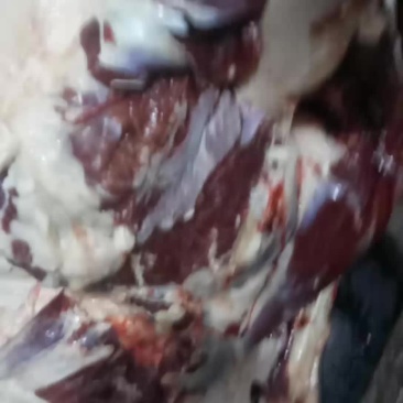 驴肉