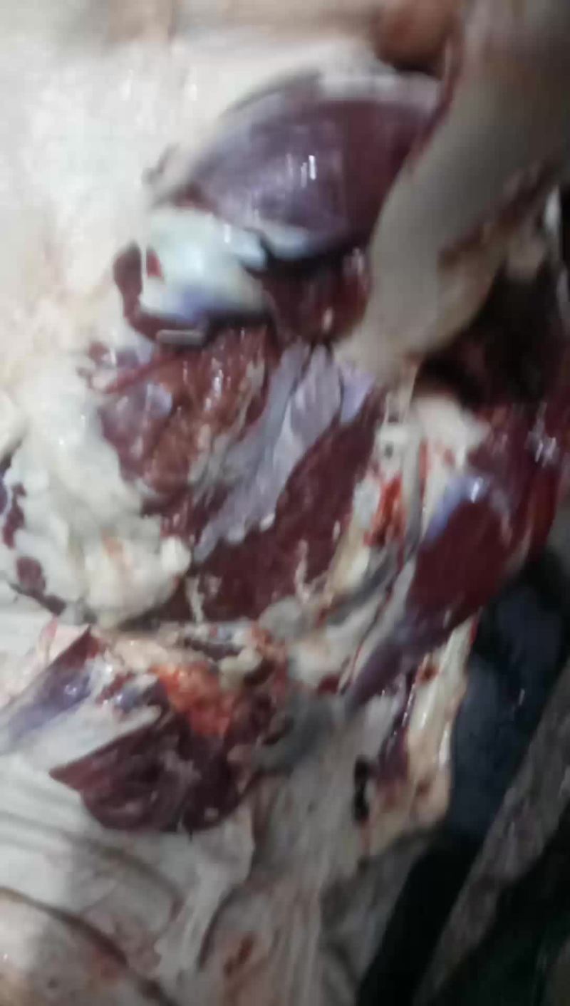 驴肉