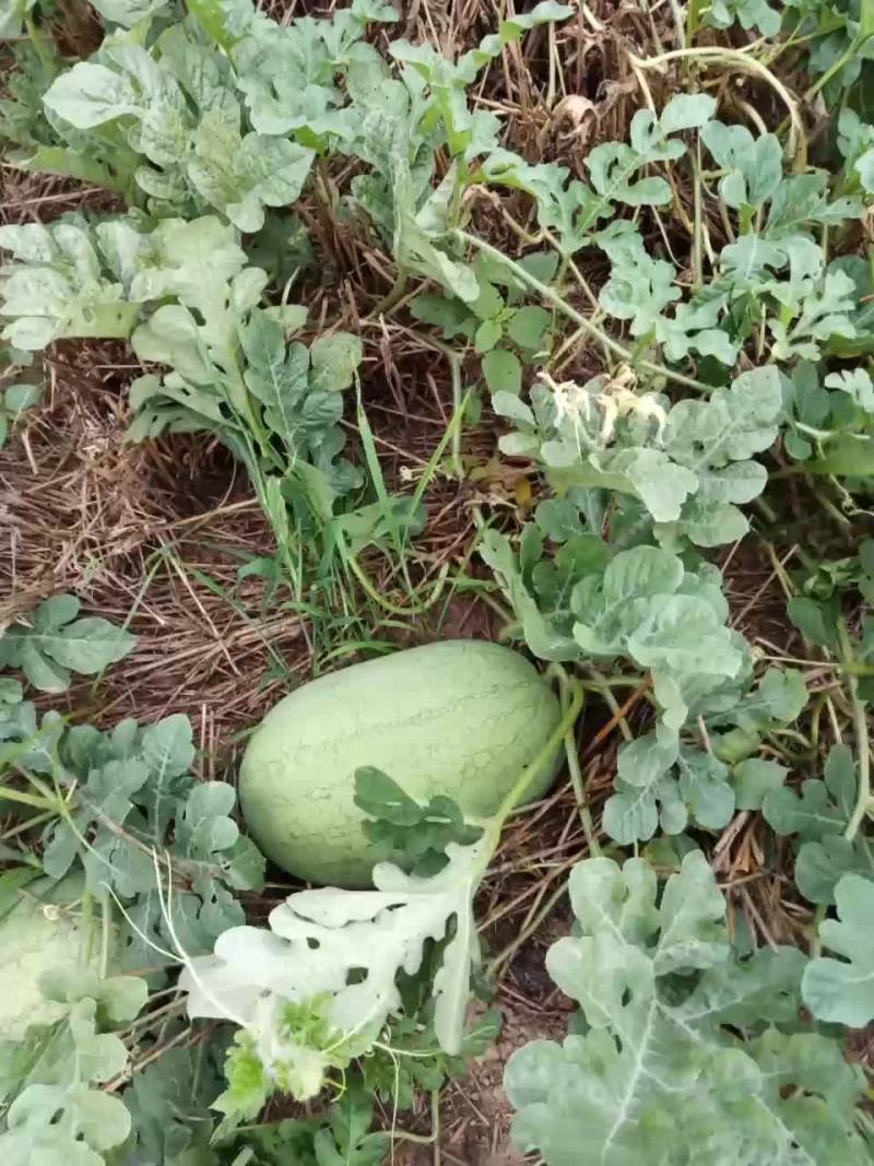 庆红宝大量热销中。