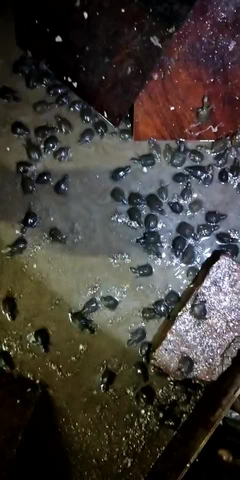 中华鳖甲鱼苗
