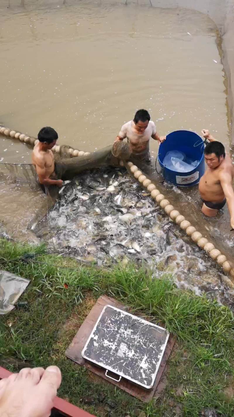 鲤鱼