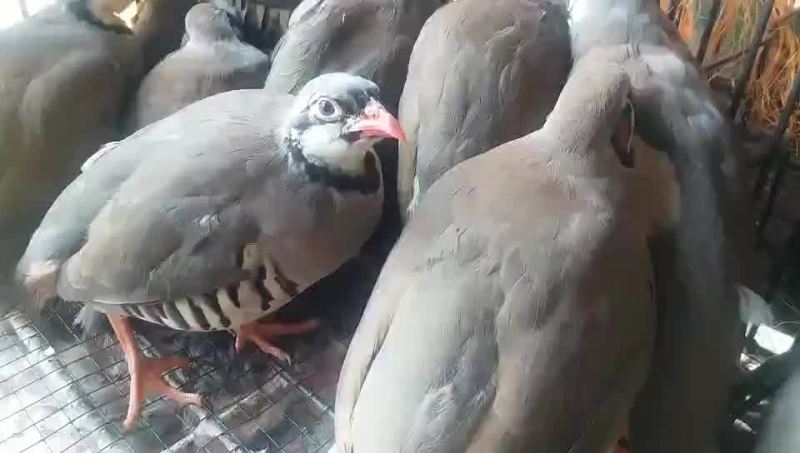 鹧鸪芦丁鸡大量供应