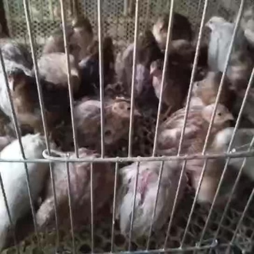 鹧鸪芦丁鸡大量供应