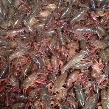 龙虾