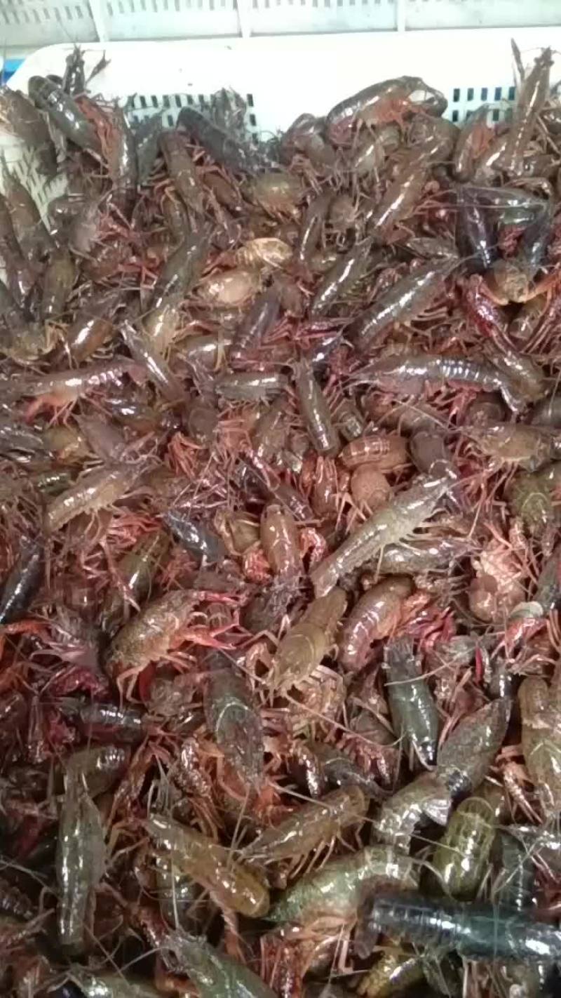 龙虾