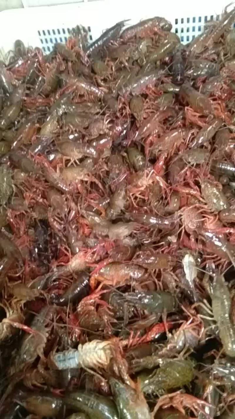 龙虾