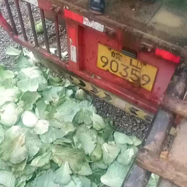 500亩优质京丰一号大量上市欢迎采购