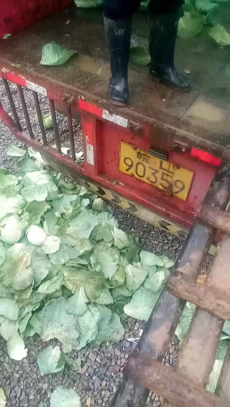 500亩优质京丰一号大量上市欢迎采购