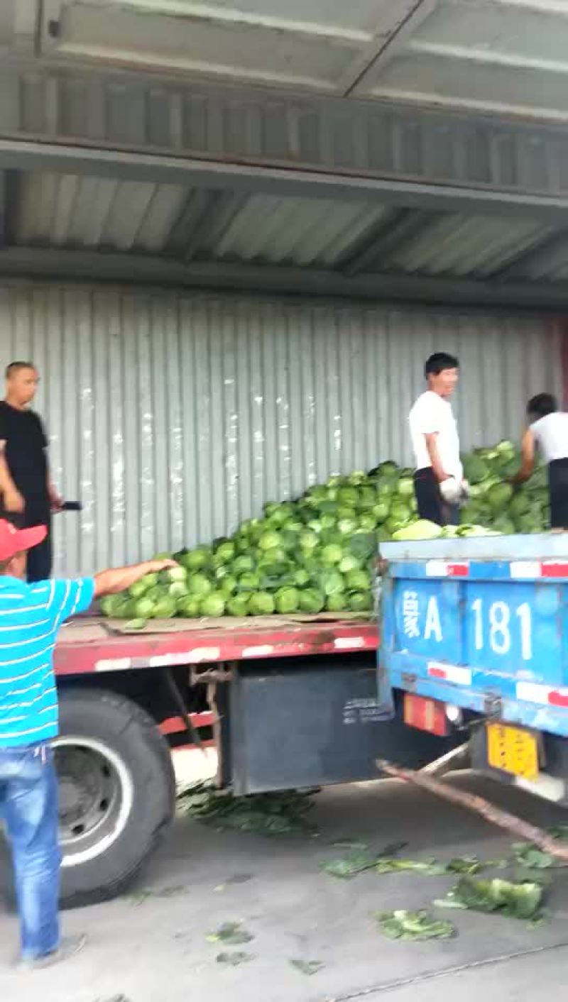 精品甘蓝