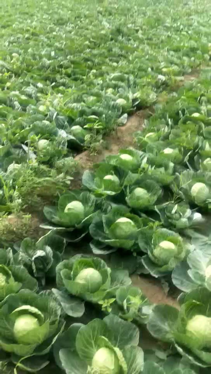 精品甘蓝
