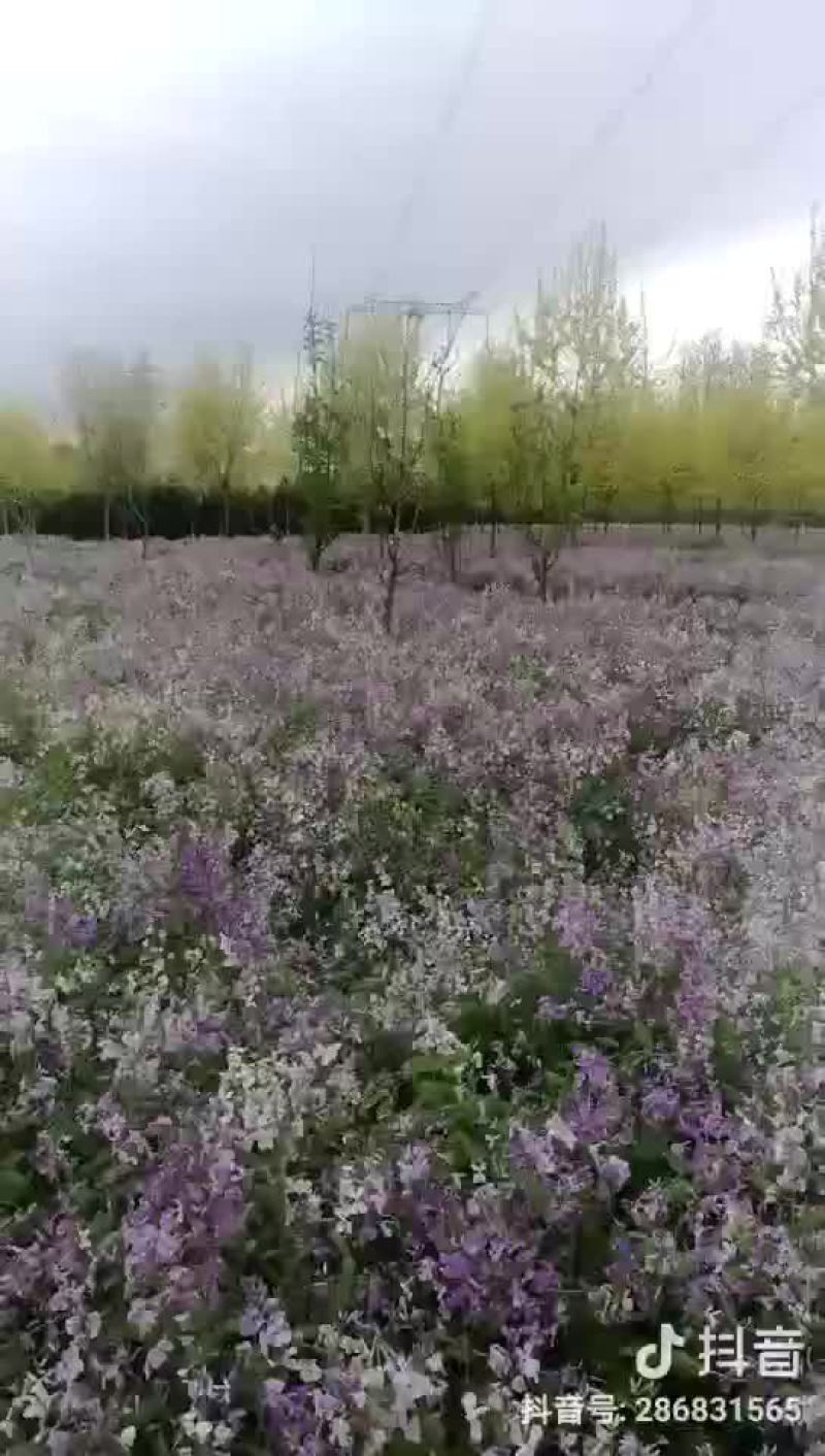 二月兰