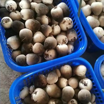 草菇鲜菇