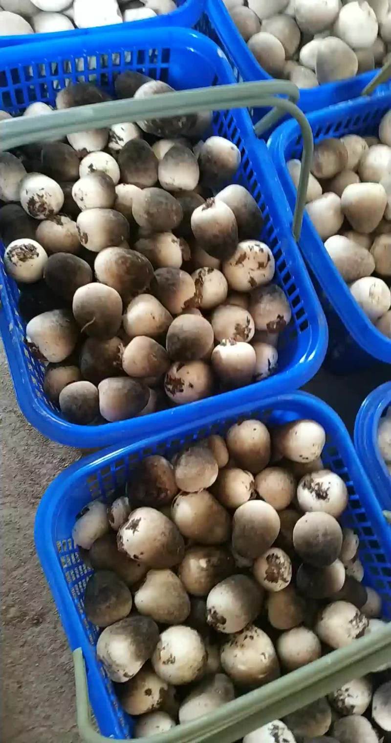 草菇鲜菇