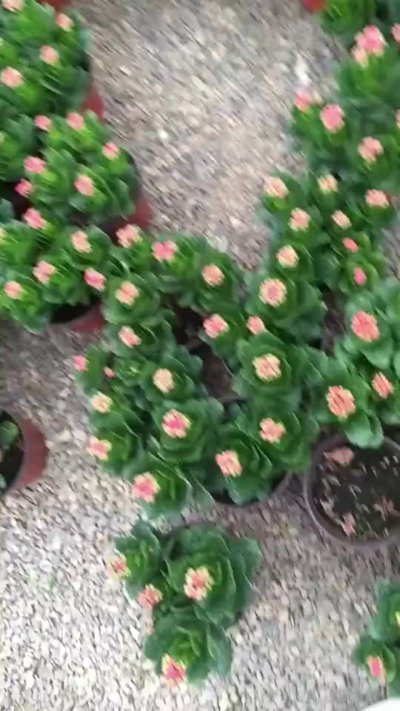 长寿花