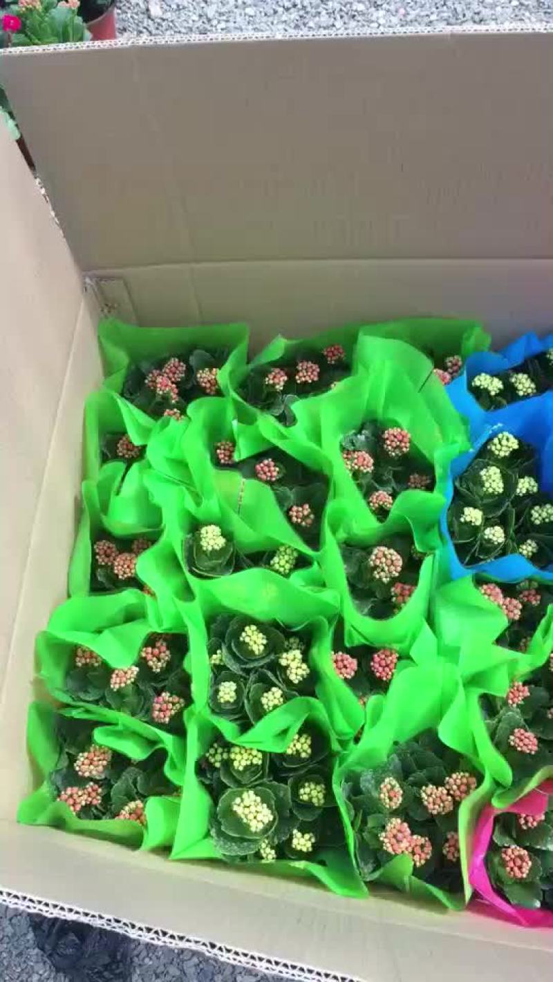 长寿花