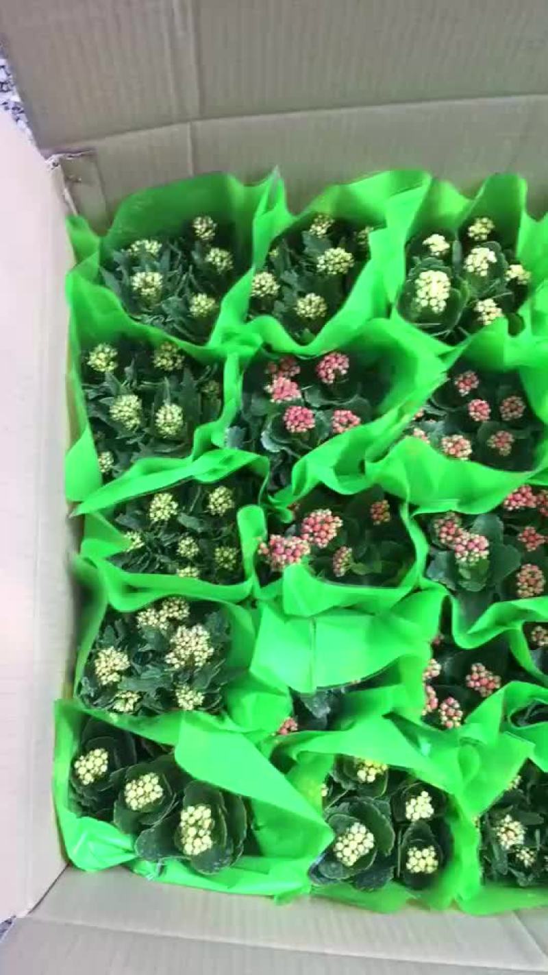 长寿花
