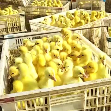 常年出售鹅苗