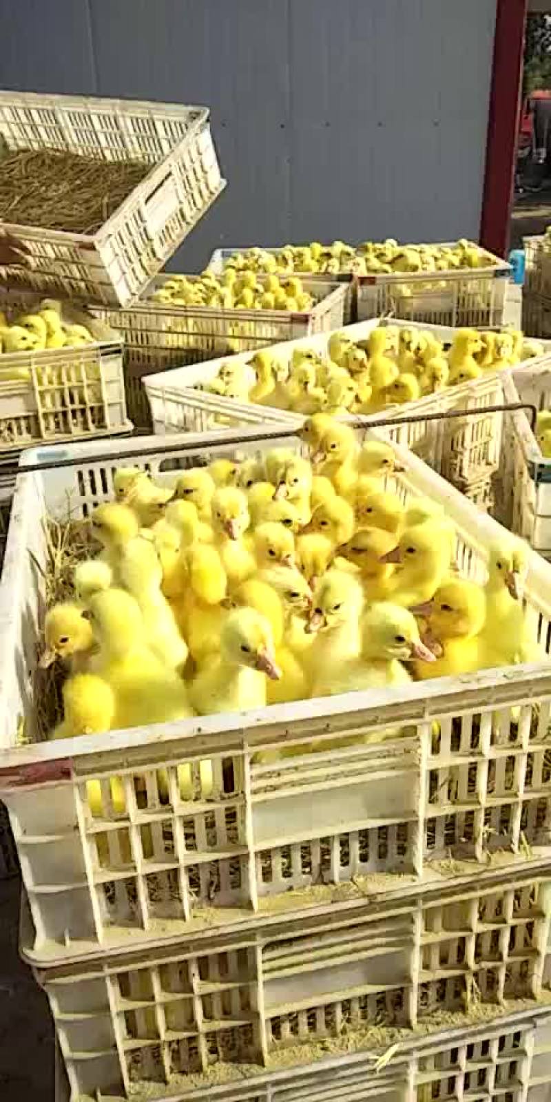 常年出售鹅苗