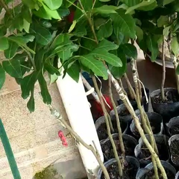 石硖龙眼苗
