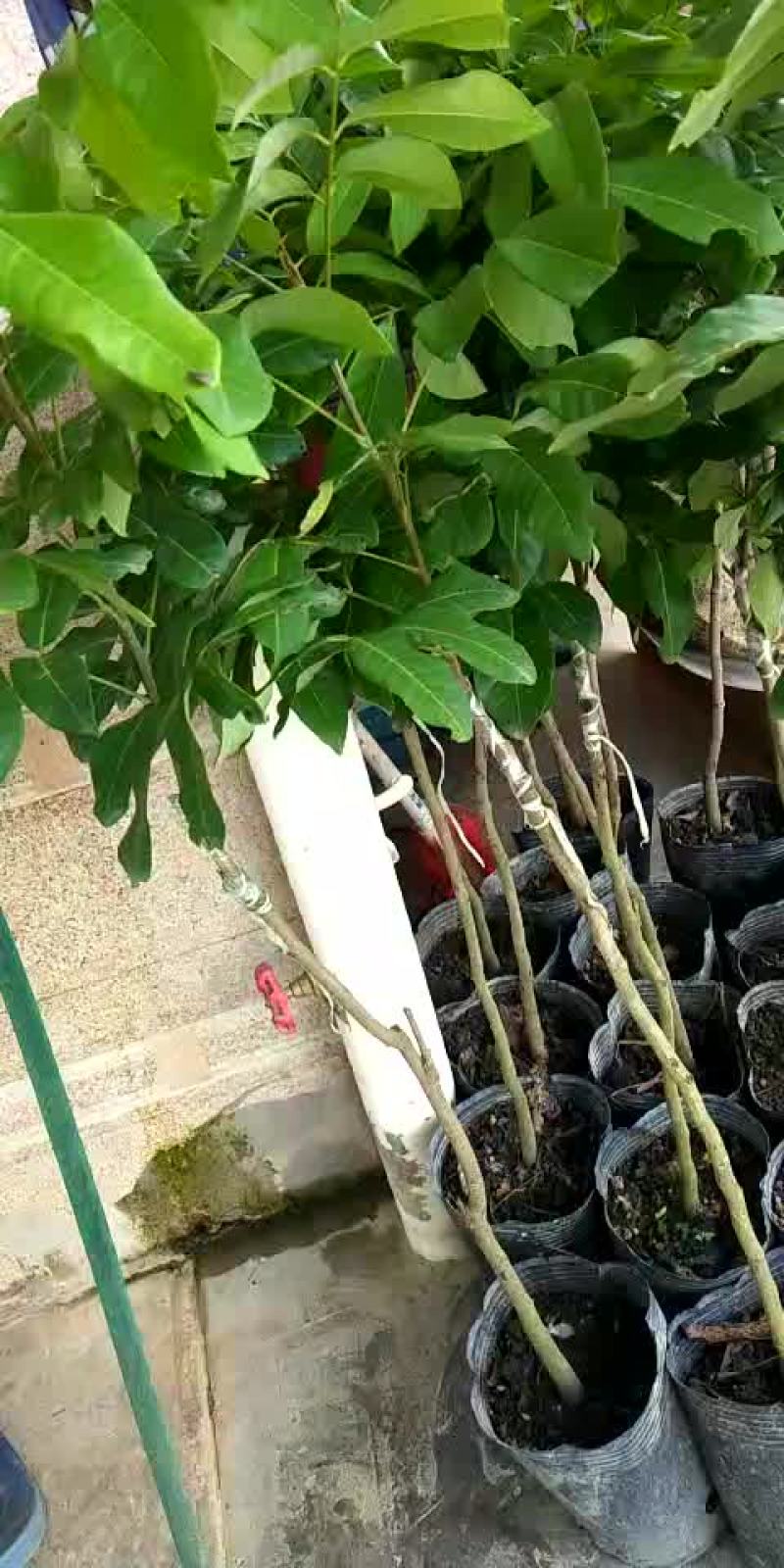 石硖龙眼苗