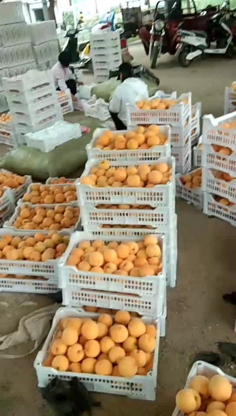 八三黄毛桃，口感酸甜