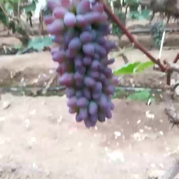 茉莉香葡萄大量上市