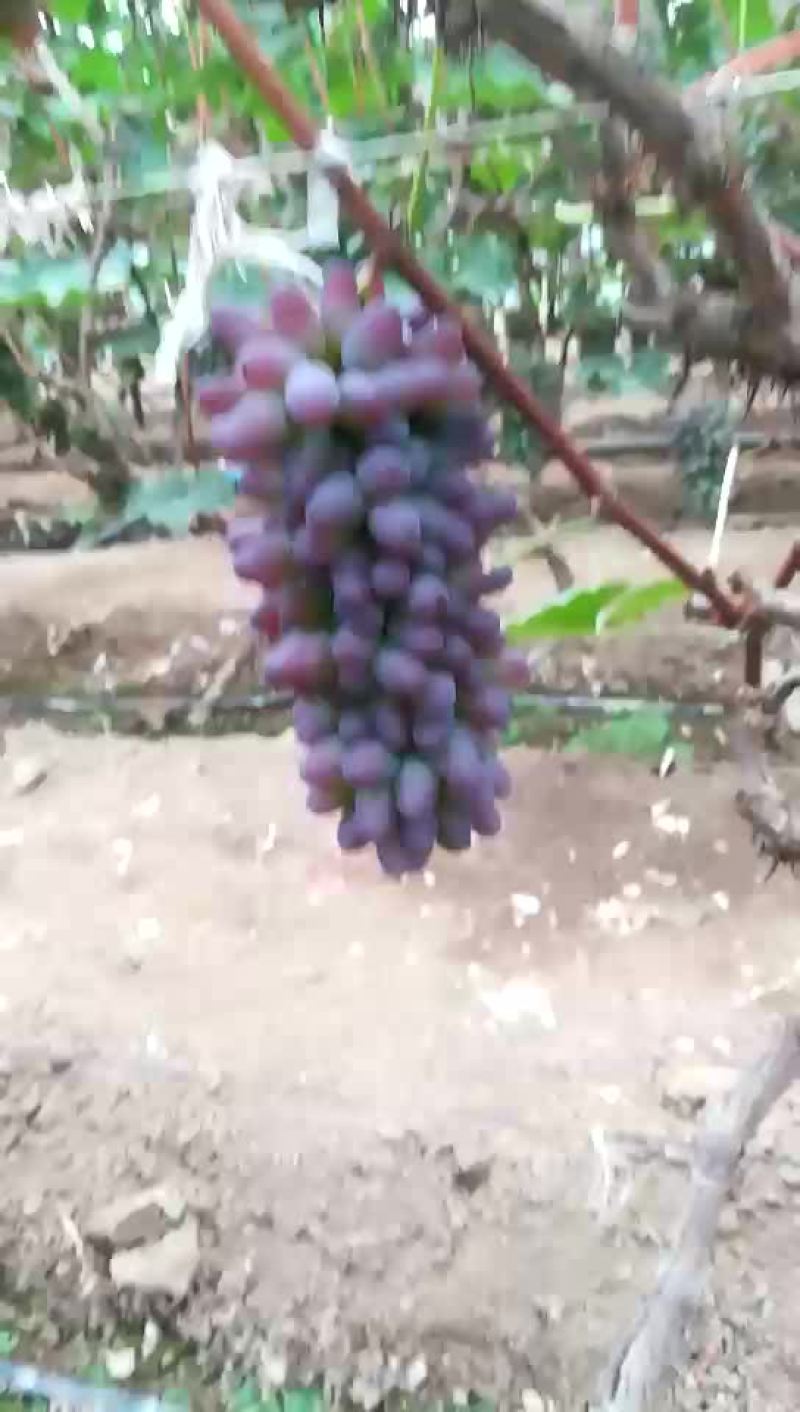茉莉香葡萄大量上市