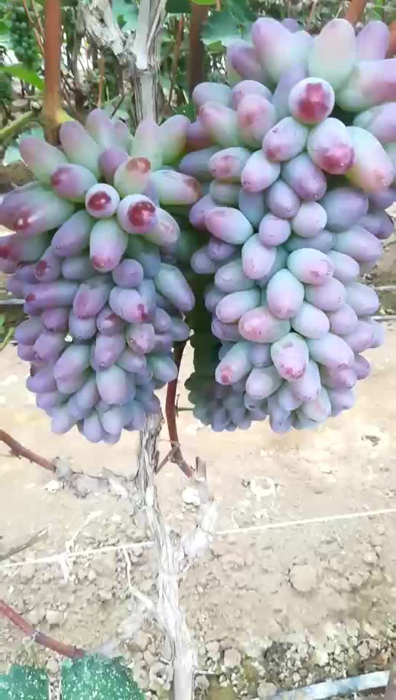 茉莉香葡萄大量上市