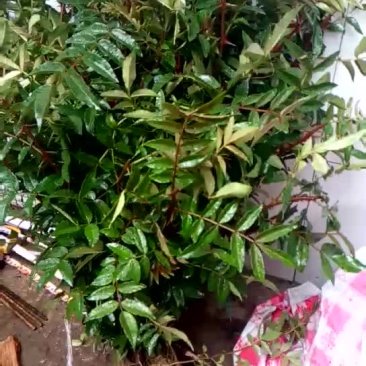 花椒苗