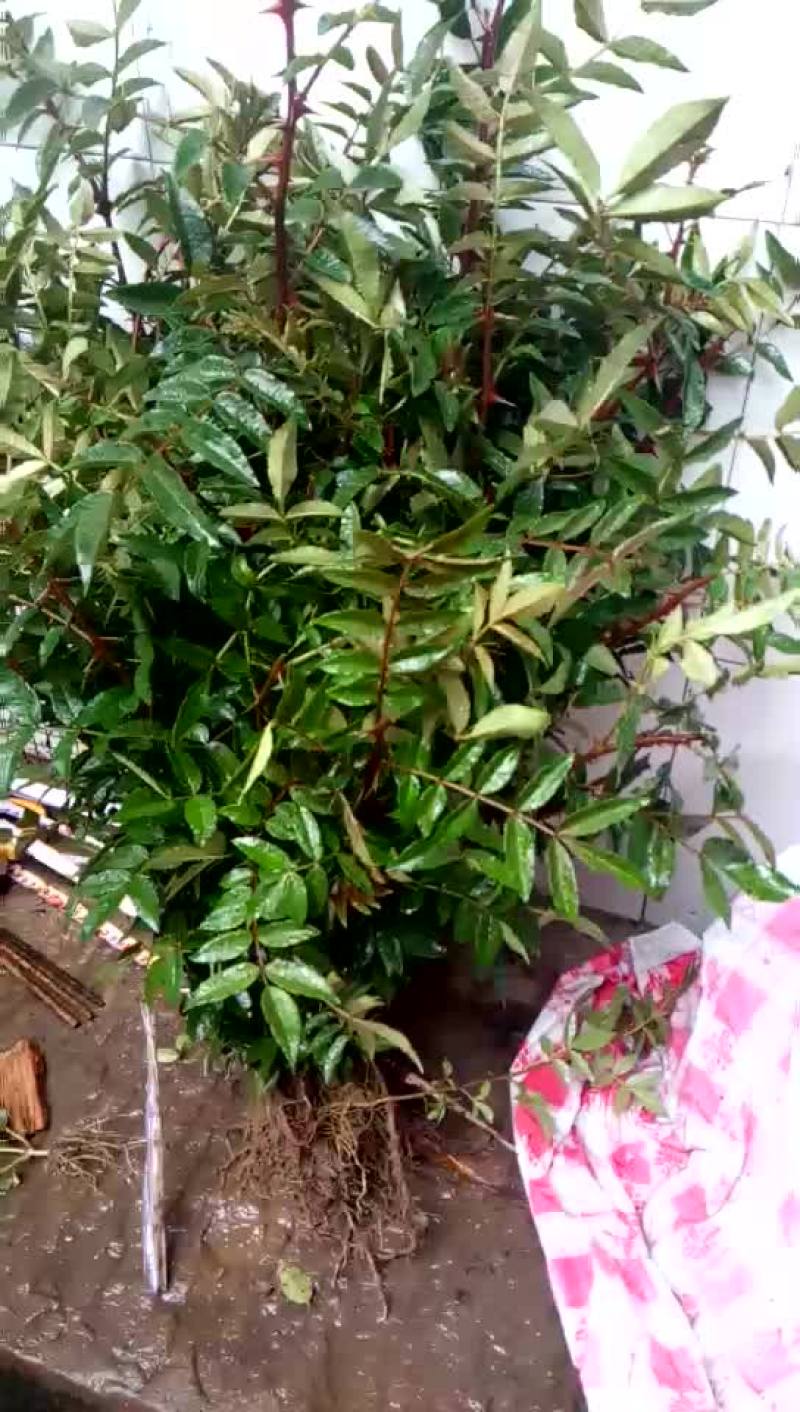花椒苗