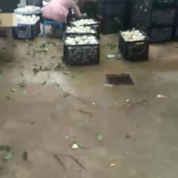杠九离核油桃，每天两车