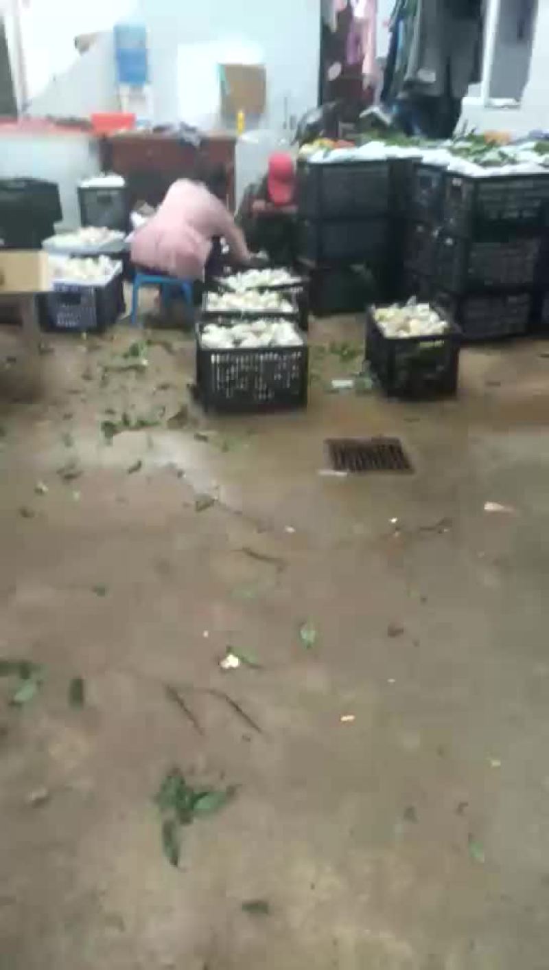 杠九离核油桃，每天两车