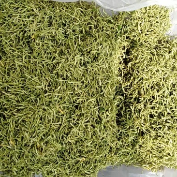 金银花