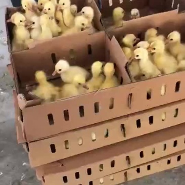 三花鹅鹅苗