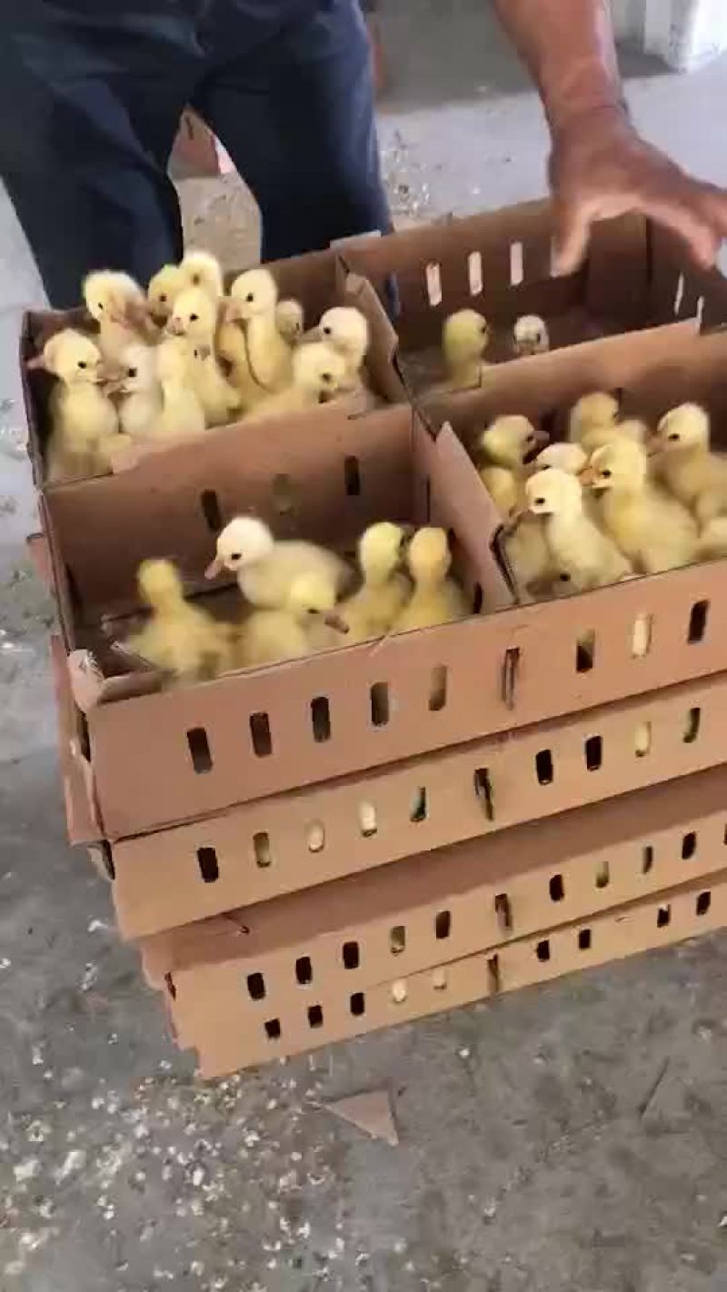 三花鹅鹅苗