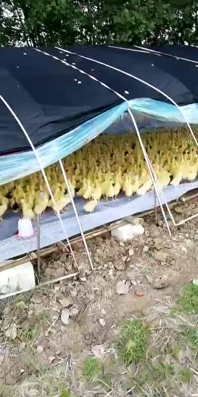 三花鹅鹅苗