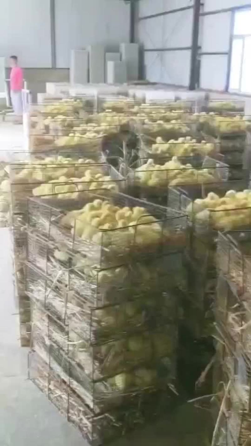 三花鹅鹅苗