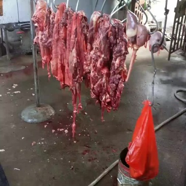驴肉