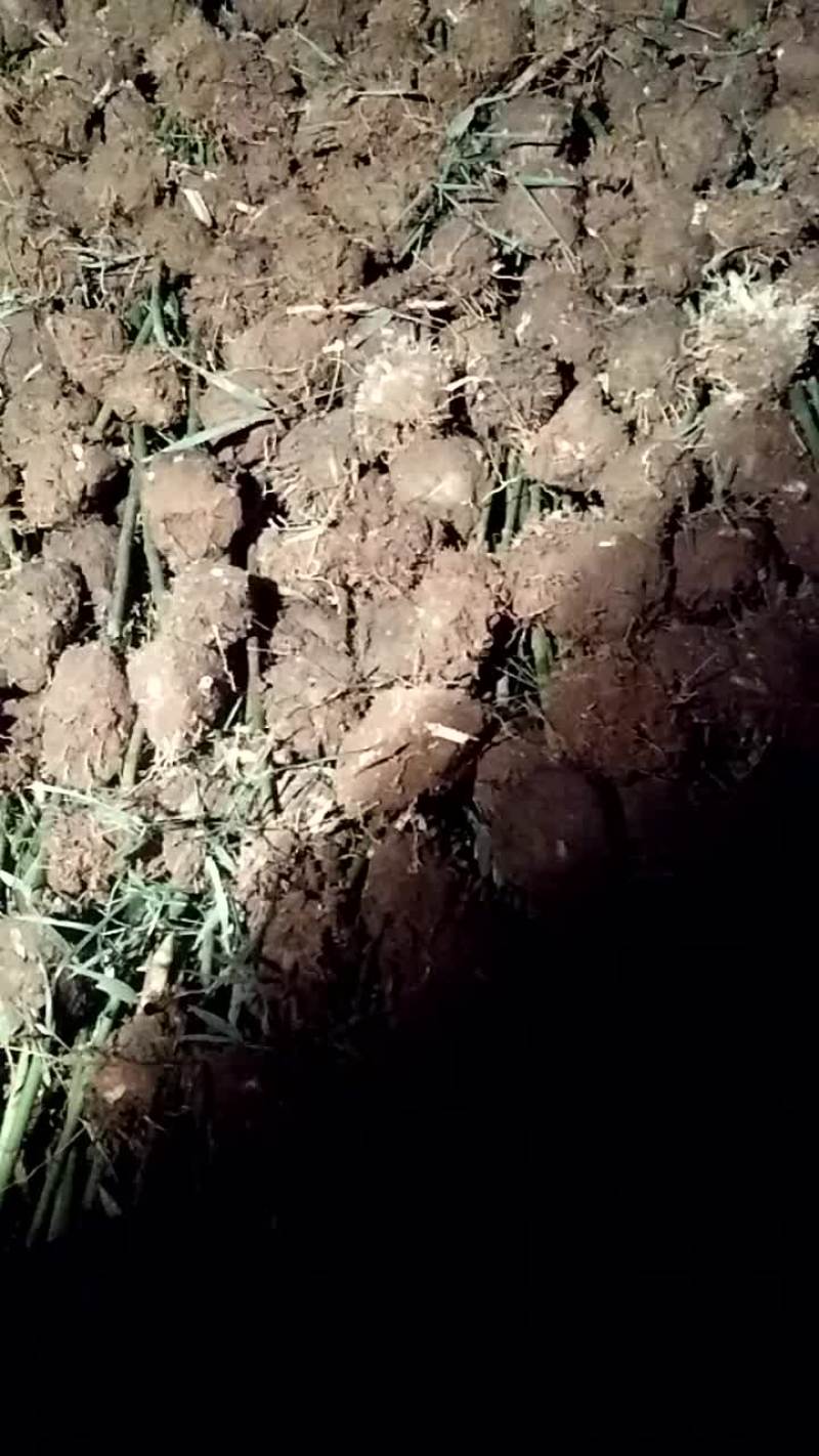出售假植竹苗