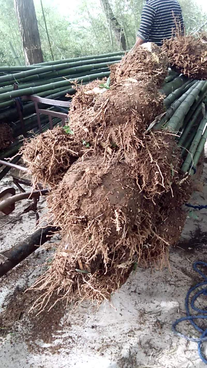 出售假植竹苗