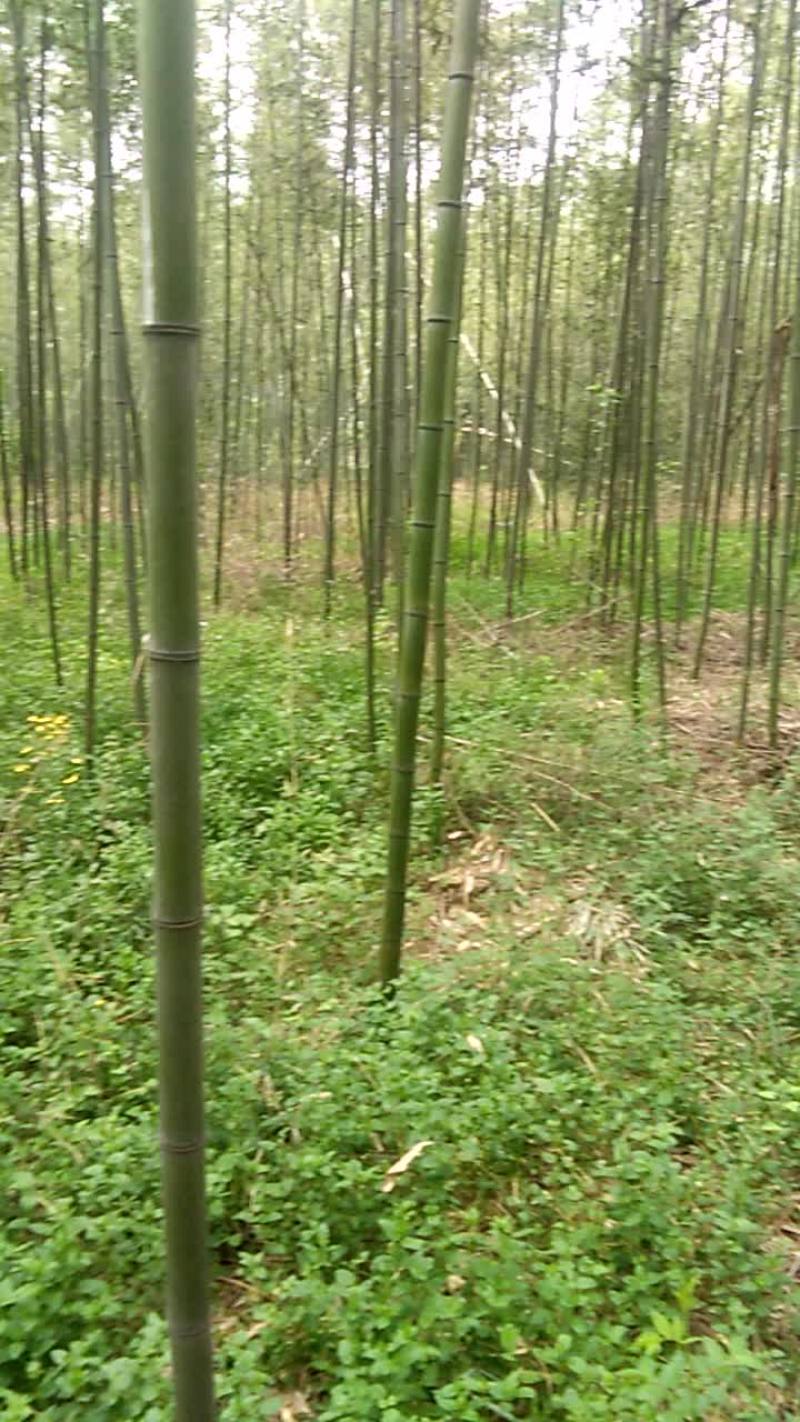 出售假植竹苗